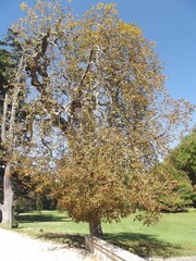 Baum im Park von Schloss Chenonceau, Frankreich