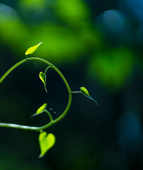 Smilax aspera, with common names common smilax,- ZARZAPARRILLA, The Holy Road Lebaniego, Senda Fluvial del Nansa, Cantabria, Spain, Europe
