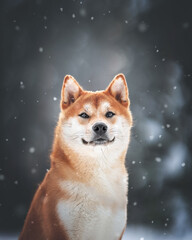 Obraz premium beautiful shiba inu dog in the park