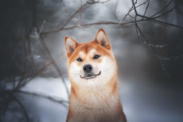 beautiful shiba inu dog in the park
