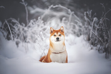 beautiful shiba inu dog in the park