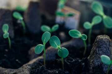 Small plant seedlings planted in the spring