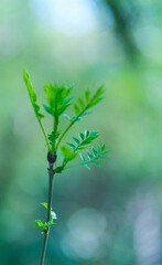 ASH - FRESNO COMUN (Fraxinus excelsior — known as the ash, or European ash or common ash), The Holy Road Lebaniego, Senda Fluvial del Nansa, Cantabria, Spain, Europe