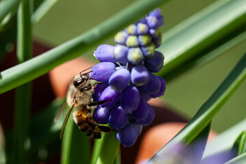 bee on a Grape Hyacinth