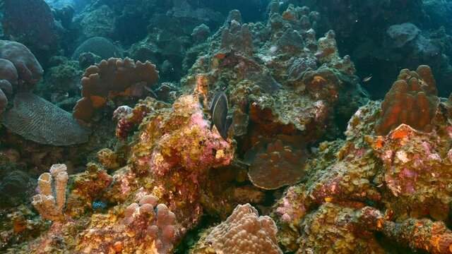 French Angelfish in coral reef of Caribbean Sea, Curacao