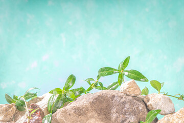 Natural rocks stones with leaves wild curly plants, on sky blue background, border with copy space for text