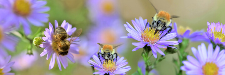 honeybee gathering  pink  flowers in a garden in panoramic view