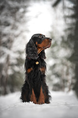 scottish setter dog