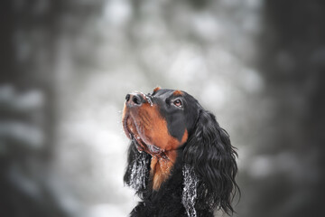 scottish setter dog