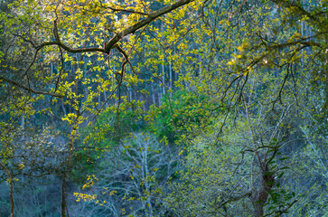 The Holy Road Lebaniego, Senda Fluvial del Nansa, Cantabria, Spain, Europe