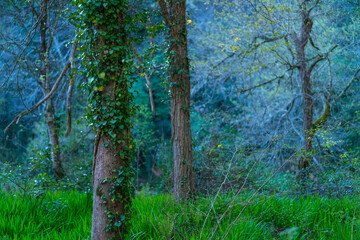 Fototapeta premium The Holy Road Lebaniego, Senda Fluvial del Nansa, Cantabria, Spain, Europe