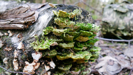 Pilze an Totem Holz