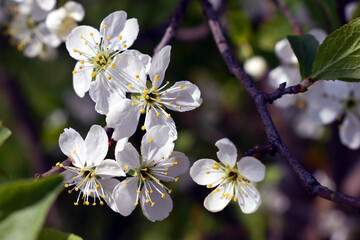 Obraz premium Blooming plum twig. Stock photography.