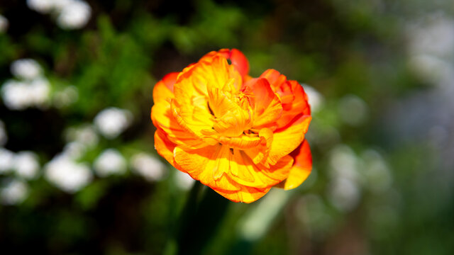 Gelb/Orange Tulpe steht im Sommer im Fokus des Bildes.