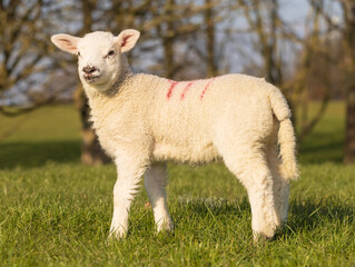 Obraz premium Young lamb in a field on a sunny spring day. Hertfordshire. UK