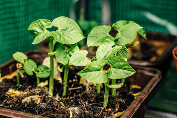 Green beans plants sprouting in the spring