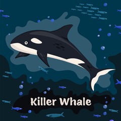Obraz na płótnie Canvas Killer whale. Sea animals collection. Vector illustration