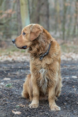 golden retriever in the park