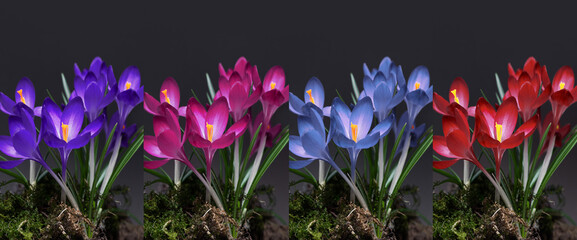 colorful crocuses on a dark background © meegi