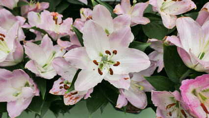 Beautiful phalaenopsis orchids in the greenhouse