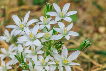Flower umbels milk star in a meadow. Plant Star of Bethlehem in springtime when blooming with white flowers. Open flower with petals and single closed flowers. Green leaves and flower stems