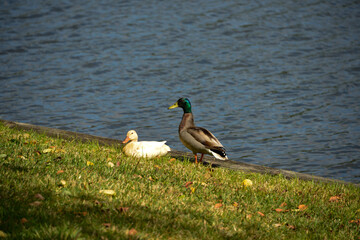 Albino mallard hen with drake on the shore