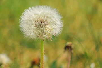 Blossom of a dandelion in spring. Flower in detail with seeds on the stem. White fibers of the flying seeds on the flower stem. Light fibers on the stem.
