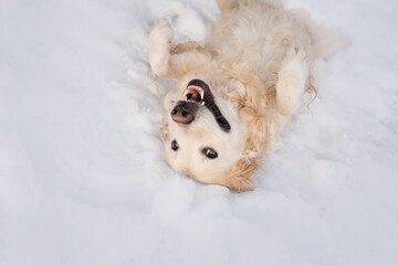 golden retriever dog puppy