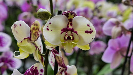 Beautiful phalaenopsis orchids in the greenhouse © Darcraft