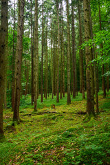 Fototapeta na wymiar Blick in einen sommerlichen Wald
