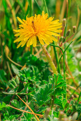 Meadow in spring sunshine with flower. Single yellow blossom of the common dandelion (Taraxacum) in sunshine. Insect ant crawls in the petals. Composites with green grasses