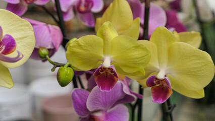 Fototapeta na wymiar Beautiful phalaenopsis orchids in the greenhouse