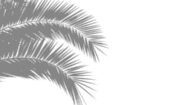 Shadow overlay effect for photo. Blurred shadows from palm leaves and tropical branches on a white wall in sunlight. 