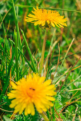 Two flowers from dandelions in a meadow. Yellow blossom in the background in detail. Green grass in the sunshine with meadow flowers. Ant on back flower