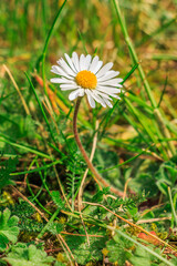 Meadow flower in spring. Single daisy in a meadow. White flowers in sunshine with yellow pollen and pistils. Individual blades of grass on the meadow in detail.