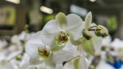 Beautiful phalaenopsis orchids in the greenhouse