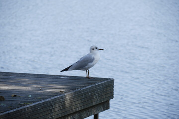 Mouette rieuse debout  .