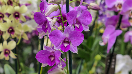 Obraz na płótnie Canvas Beautiful phalaenopsis orchids in the greenhouse