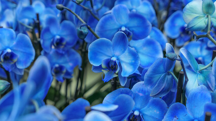 Beautiful phalaenopsis orchids in the greenhouse © Darcraft