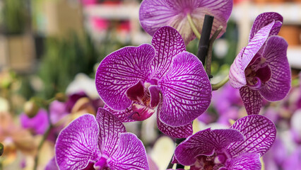 Beautiful phalaenopsis orchids in the greenhouse