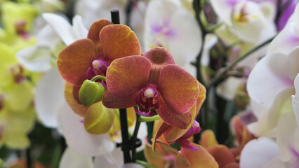 Beautiful phalaenopsis orchids in the greenhouse