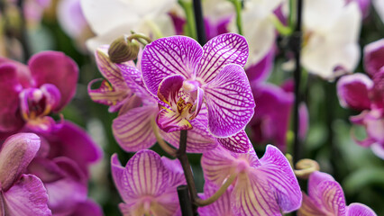 Fototapeta na wymiar Beautiful phalaenopsis orchids in the greenhouse