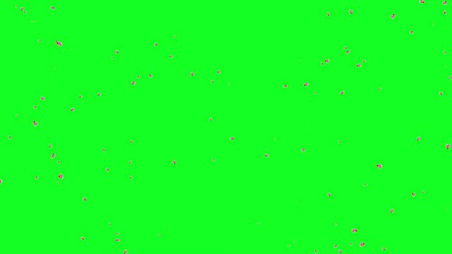 PETAL FLYING. CELEBRATION TEMPLATE ANIMATION.
GREEN CROMAKEY BACKGROUND