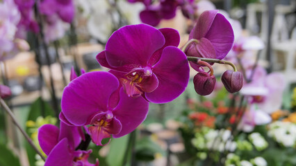 Beautiful phalaenopsis orchids in the greenhouse