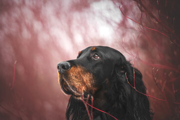 scottish setter dog portrait