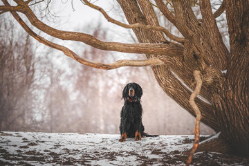 scottish setter dog in the park