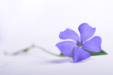 One purple periwinkle on a white background