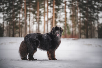 newfoundland dog in the park