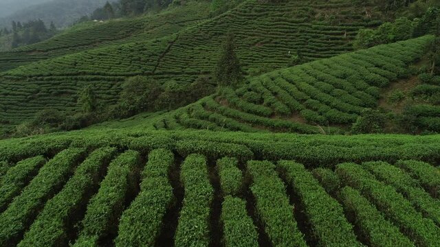 Aerial footage of woman farmer harvest free tea leaves in spring mountains.