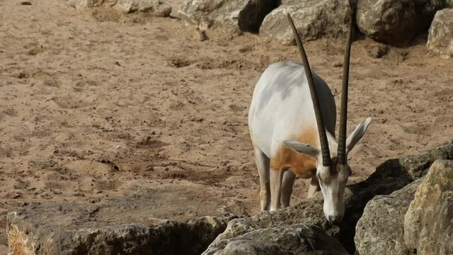 orix debout dans une parc 